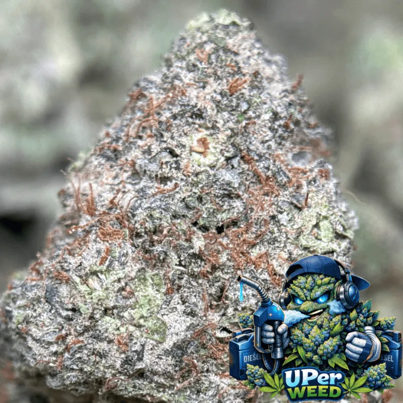 Blue-green Blue Diesel buds with purple undertones orange pistils and frosted trichomes 4