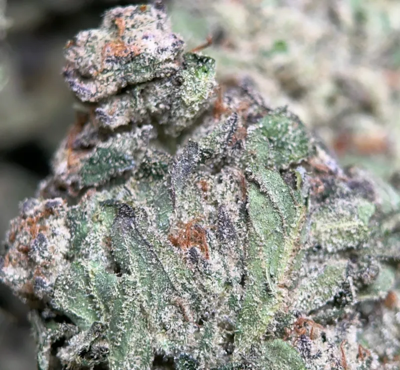 Blue Dream sativa-dominant cannabis flower 3