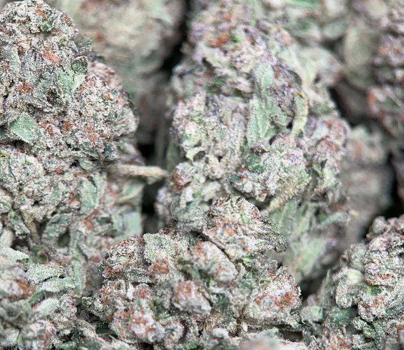Blue Dream sativa-dominant cannabis flower 4