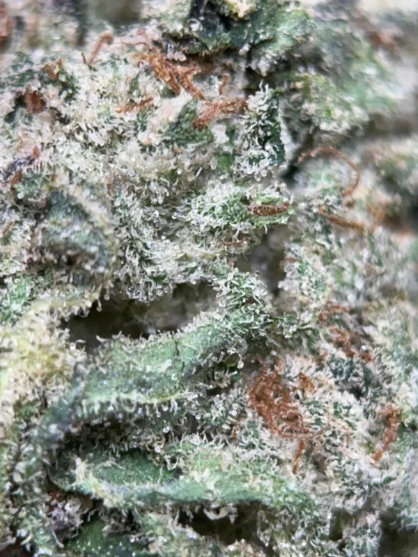 Blue Dream sativa-dominant cannabis flower 5