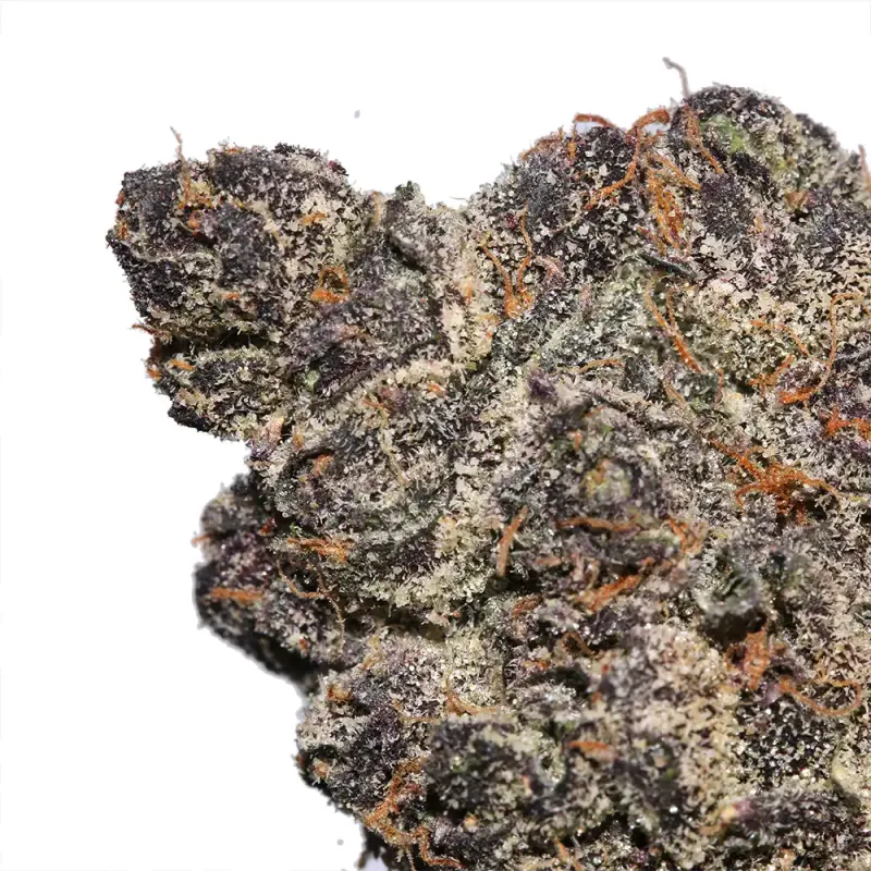 Blue Ritz forest-green and purple resinous buds with crystal trichomes