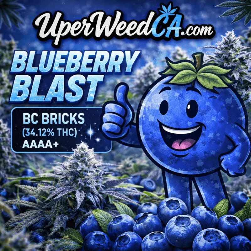Blueberry Blast BC Bricks