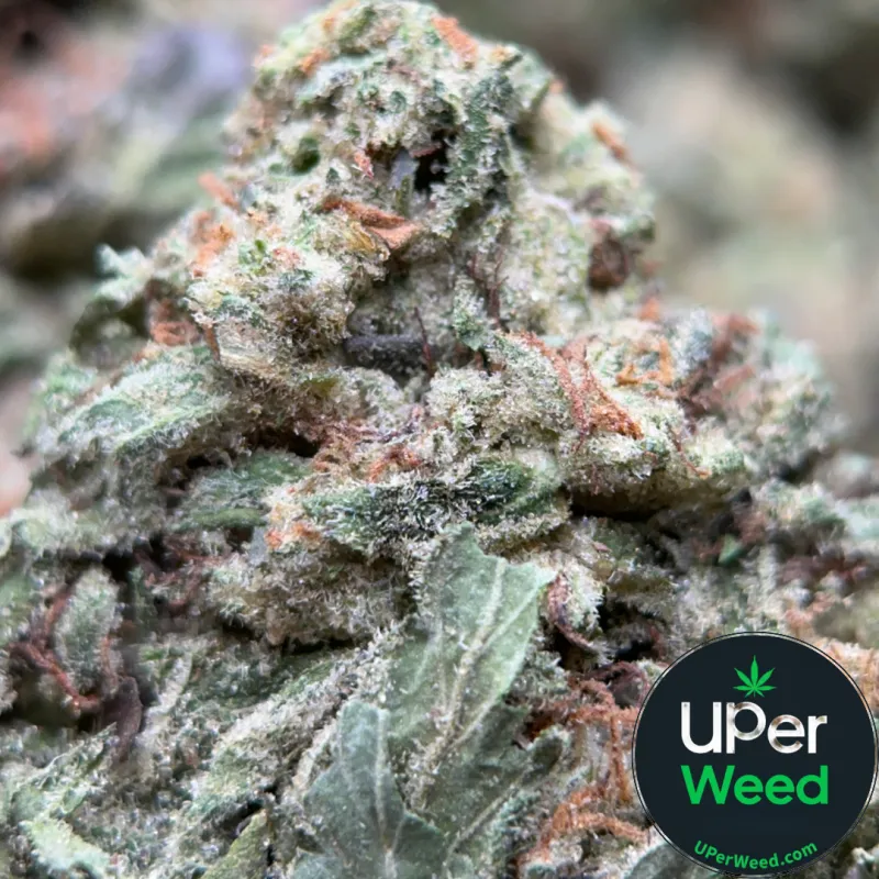 BC Pink Kush
