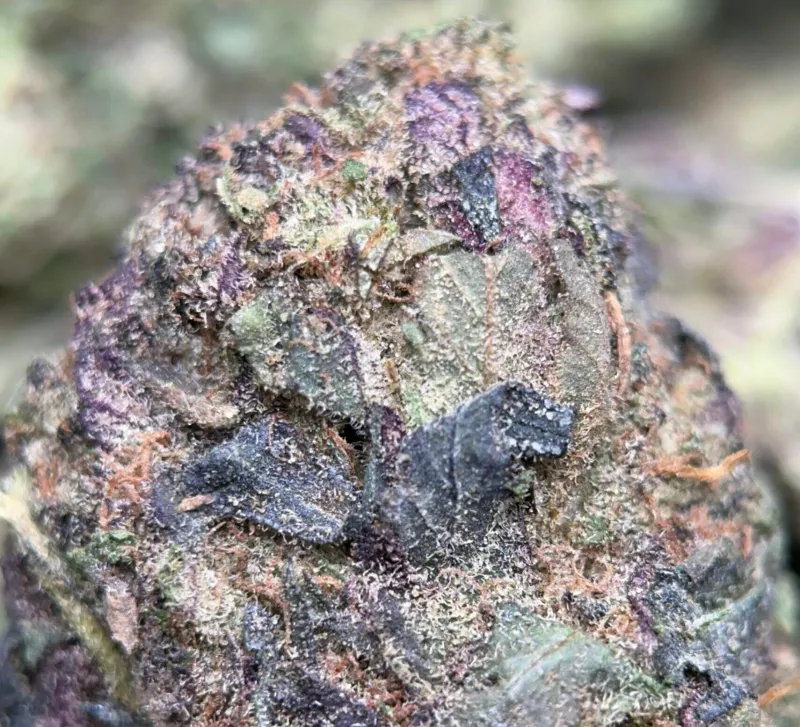 Blue Runtz indica cannabis flower buds, lab-tested with 31.98% THC, displayed on a neutral background 3