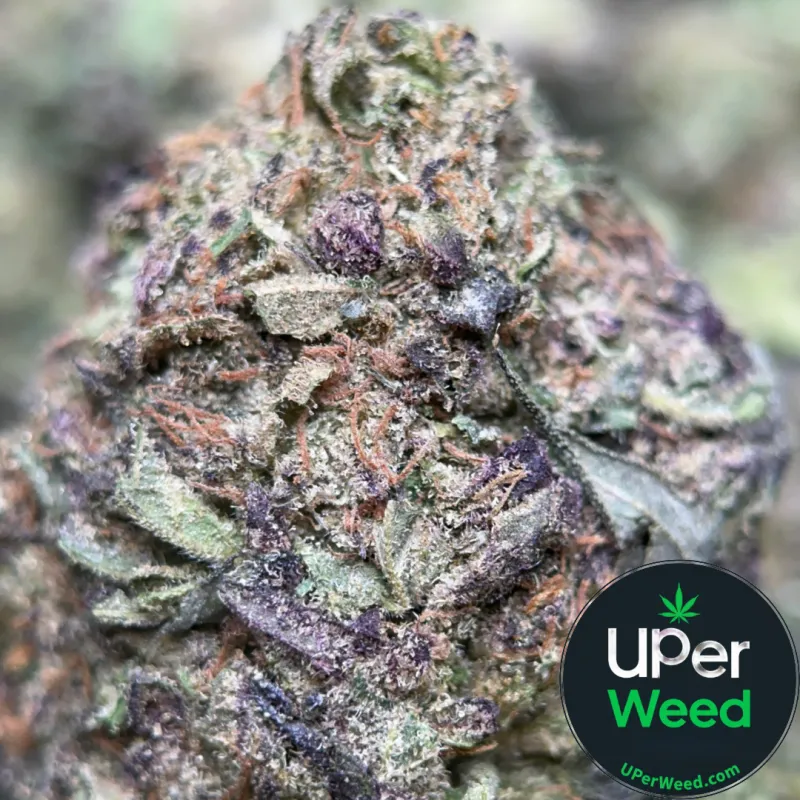 Blue Runtz indica cannabis flower buds, lab-tested with 31.98% THC, displayed on a neutral background 1