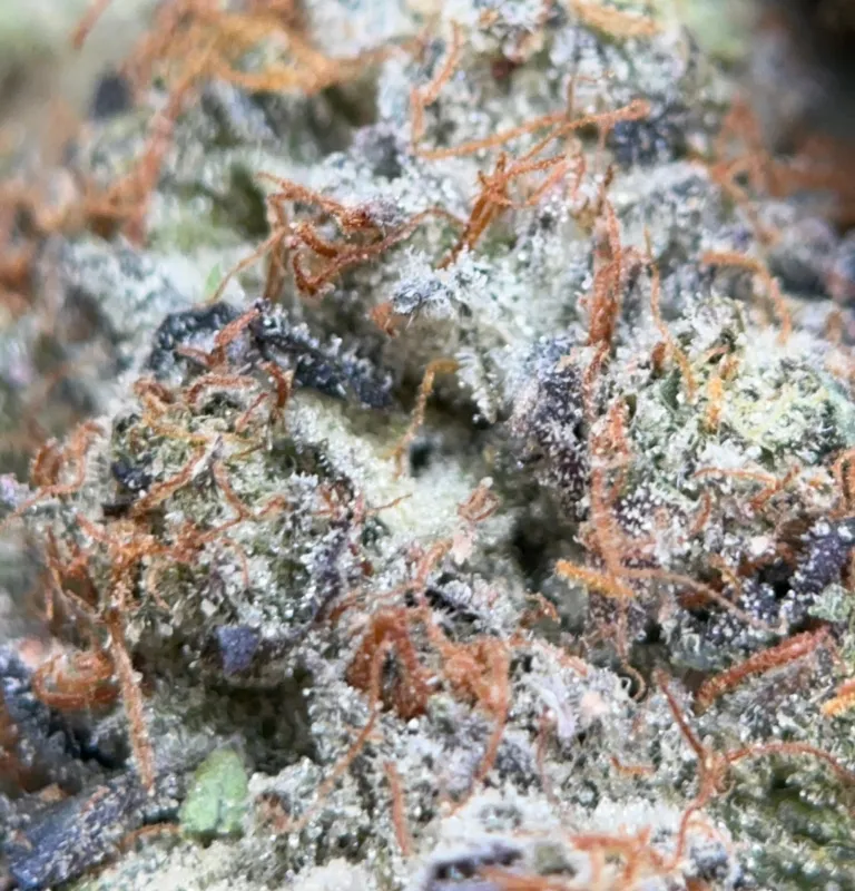Blue Petrol indica cannabis flower in bulk, lab-tested high-potency product available online in Canada 4