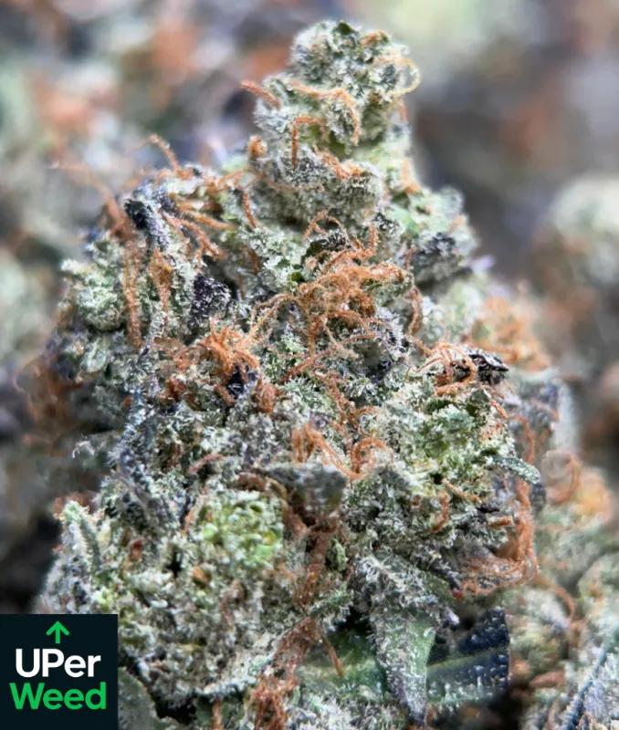 Blue Petrol