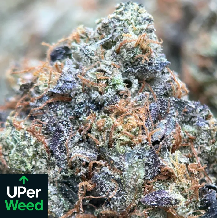 Blue Petrol indica cannabis flower in bulk, lab-tested high-potency product available online in Canada 3