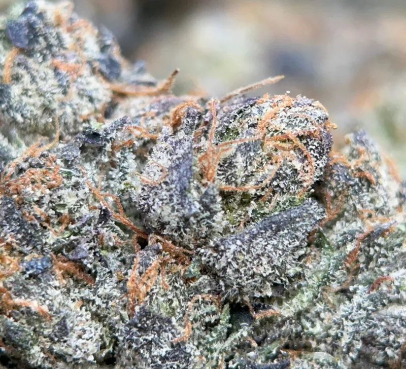 Blue Petrol indica cannabis flower in bulk, lab-tested high-potency product available online in Canada 5