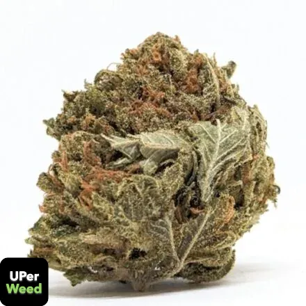 LA Confidential indica flower displayed in premium editorial style with deep green accents and clean margins, showcasing lab-tested cannabis quality