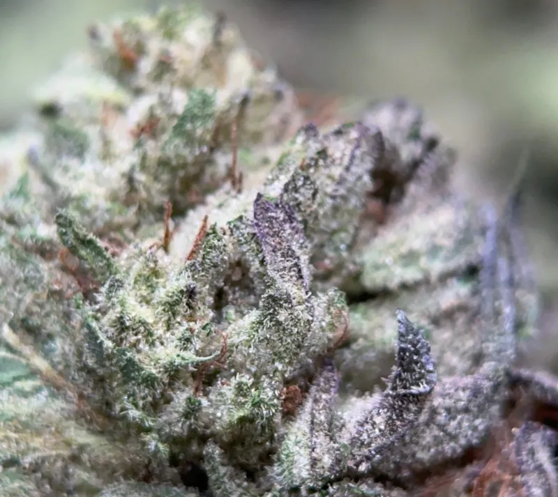 Dense frosted Cereal Milk buds with a trichome-rich centre 2