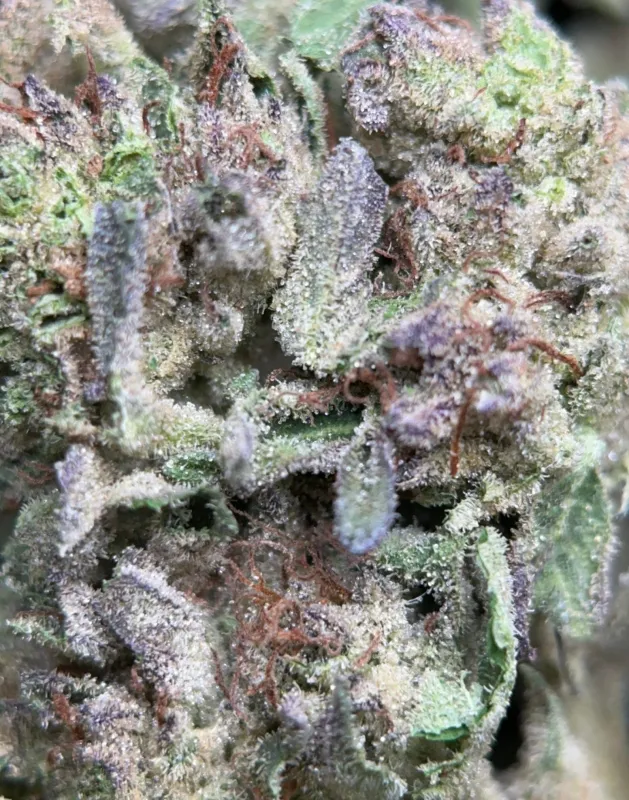 Dense frosted Cereal Milk buds with a trichome-rich centre 3