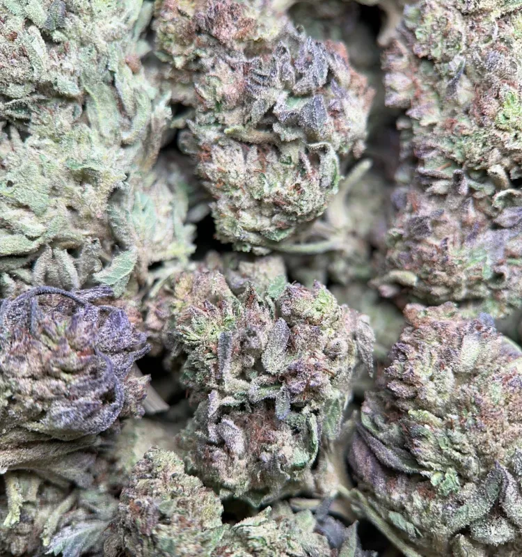 Dense frosted Cereal Milk buds with a trichome-rich centre 4