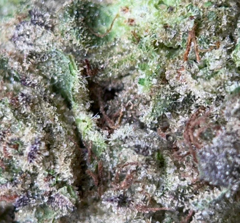 Dense frosted Cereal Milk buds with a trichome-rich centre 5