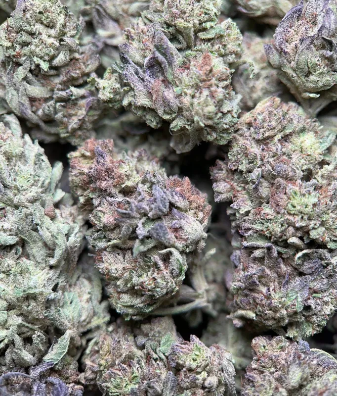 Dense frosted Cereal Milk buds with a trichome-rich centre 6