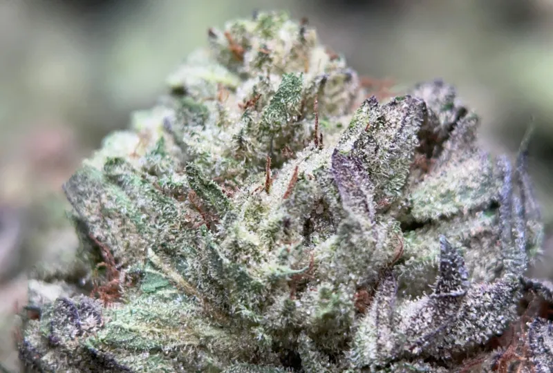 Dense frosted Cereal Milk buds with a trichome-rich centre 7