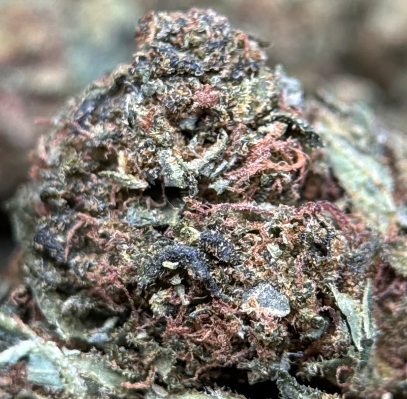 Crazy Glue sticky dense buds with golden-amber trichomes 2