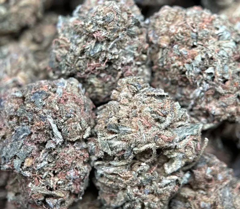 Crazy Glue sticky dense buds with golden-amber trichomes 3