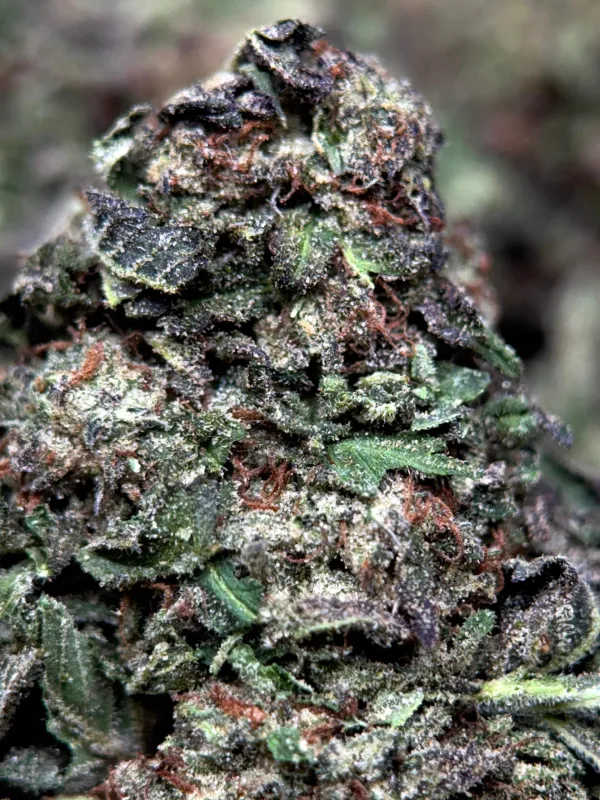Dense crystalline Death Star indica cannabis buds 2