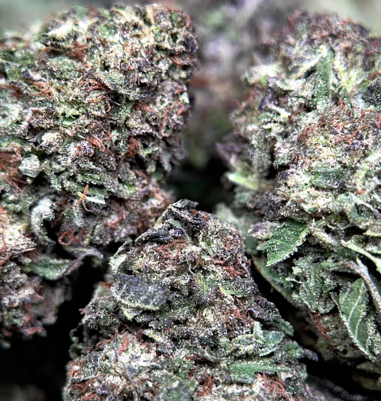 Dense crystalline Death Star indica cannabis buds 4