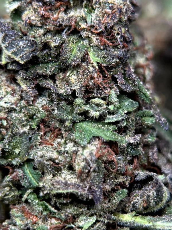 Dense crystalline Death Star indica cannabis buds 5