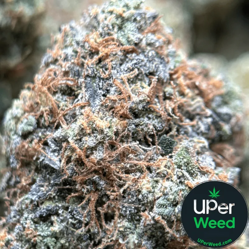 Death Under OG