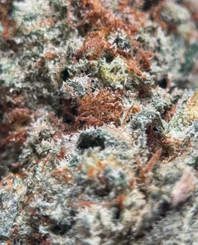 Olive-green Death Walker OG buds with amber pistils and frosted trichomes 2