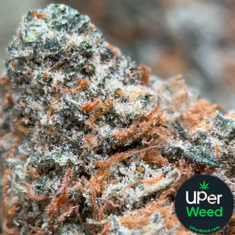 Dragon Haze