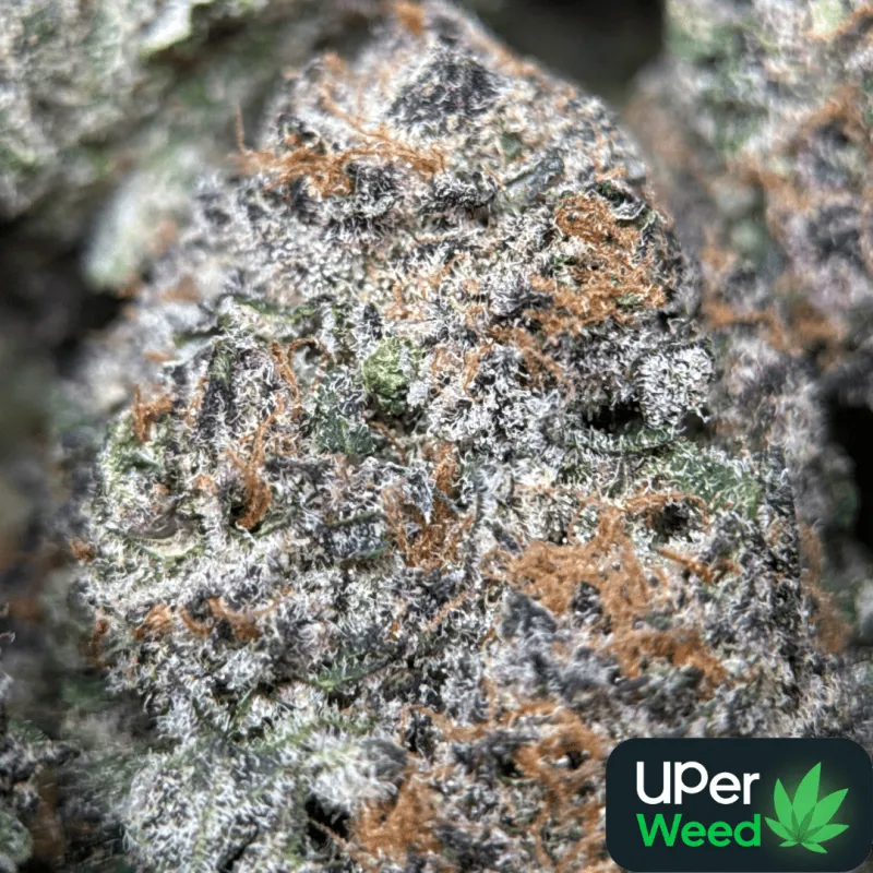 Dynamite Diesel