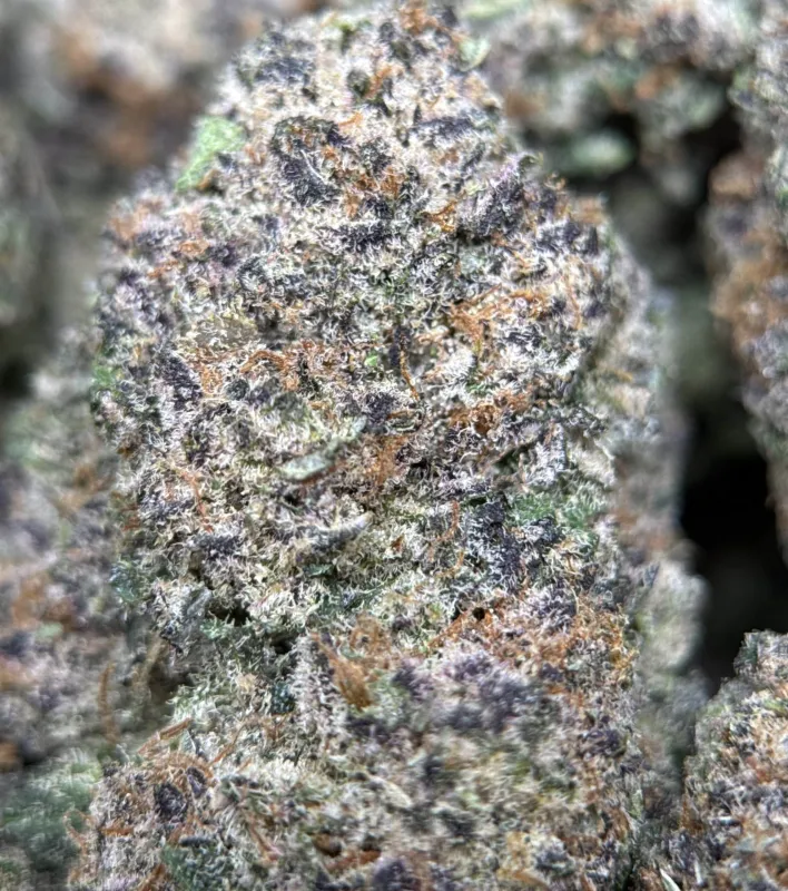 Dense green Dynamite Diesel buds with orange hairs and frost 11