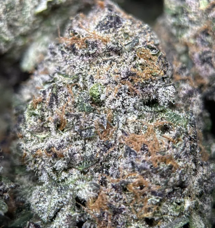 Dense green Dynamite Diesel buds with orange hairs and frost 16