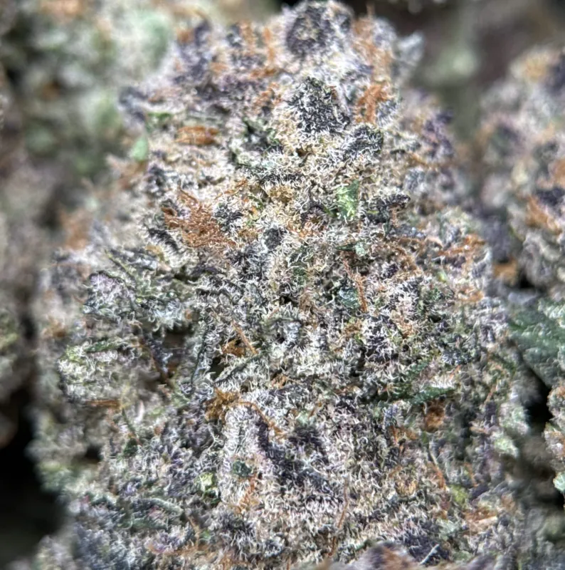 Dense green Dynamite Diesel buds with orange hairs and frost 2