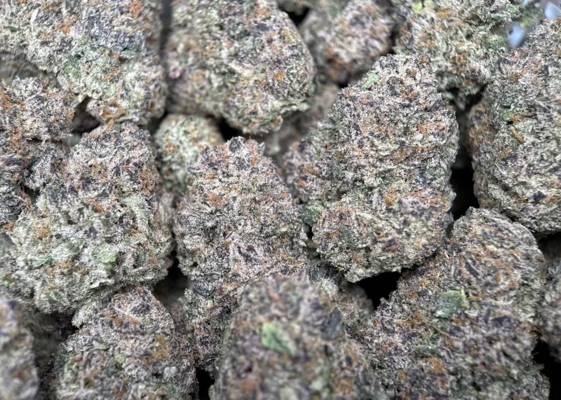 Dense green Dynamite Diesel buds with orange hairs and frost 5