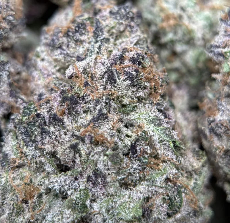 Dense green Dynamite Diesel buds with orange hairs and frost 7