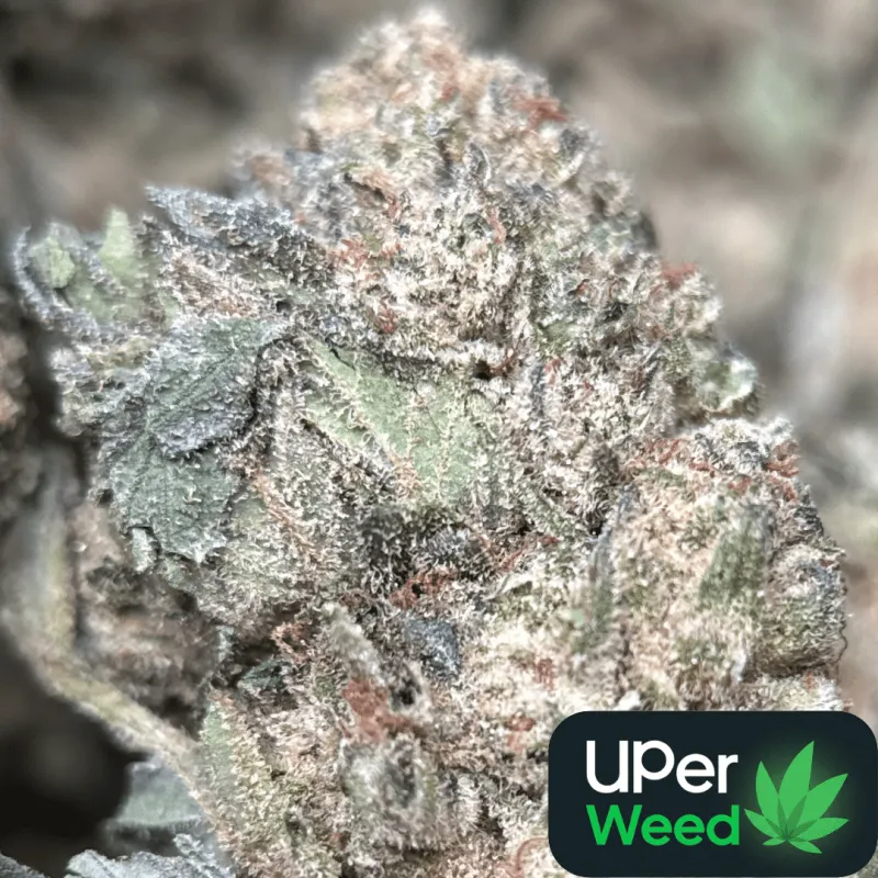 First Class Gas indica-dominant cannabis flower 2
