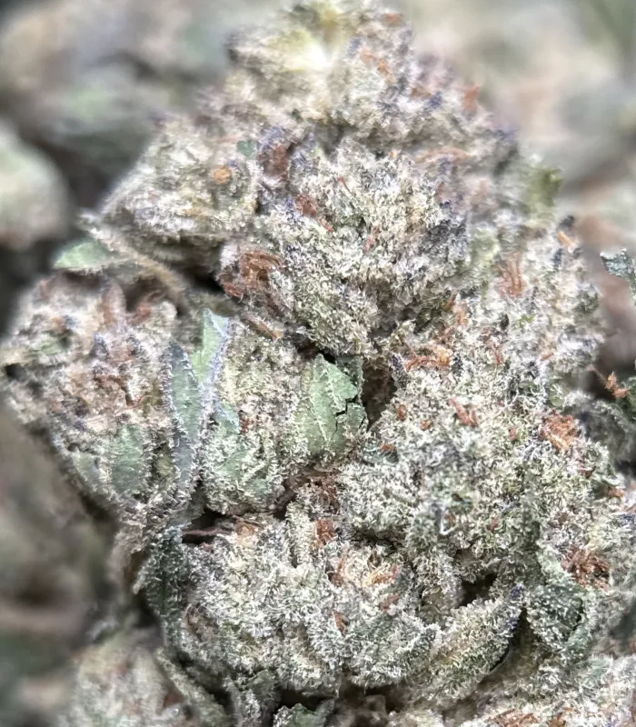 First Class Gas indica-dominant cannabis flower 4