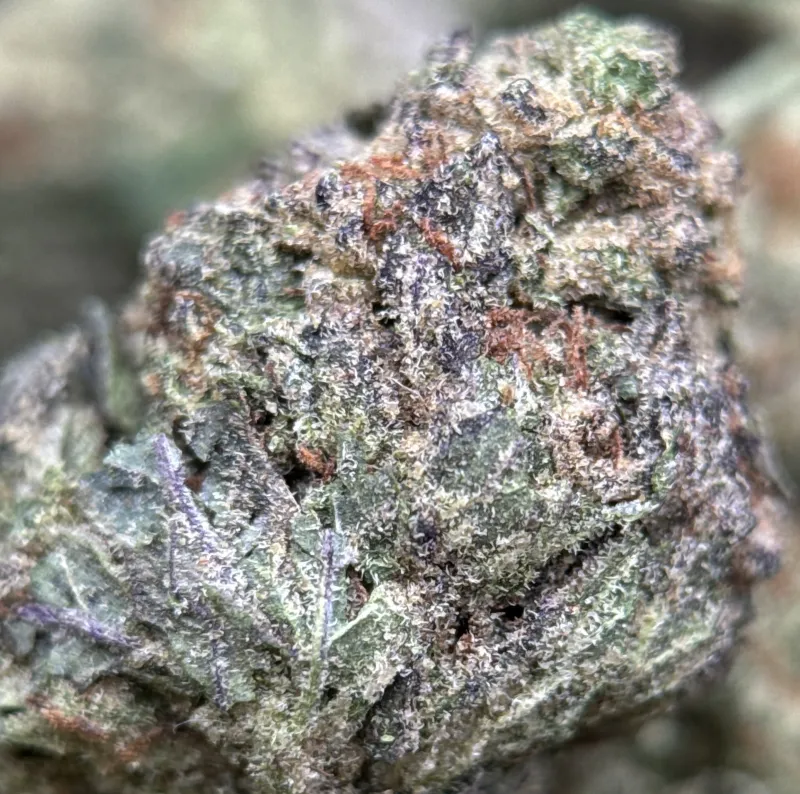 First Class Gas indica-dominant cannabis flower 5