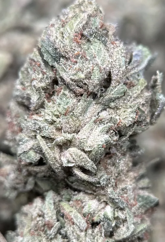 First Class Gas indica-dominant cannabis flower 7