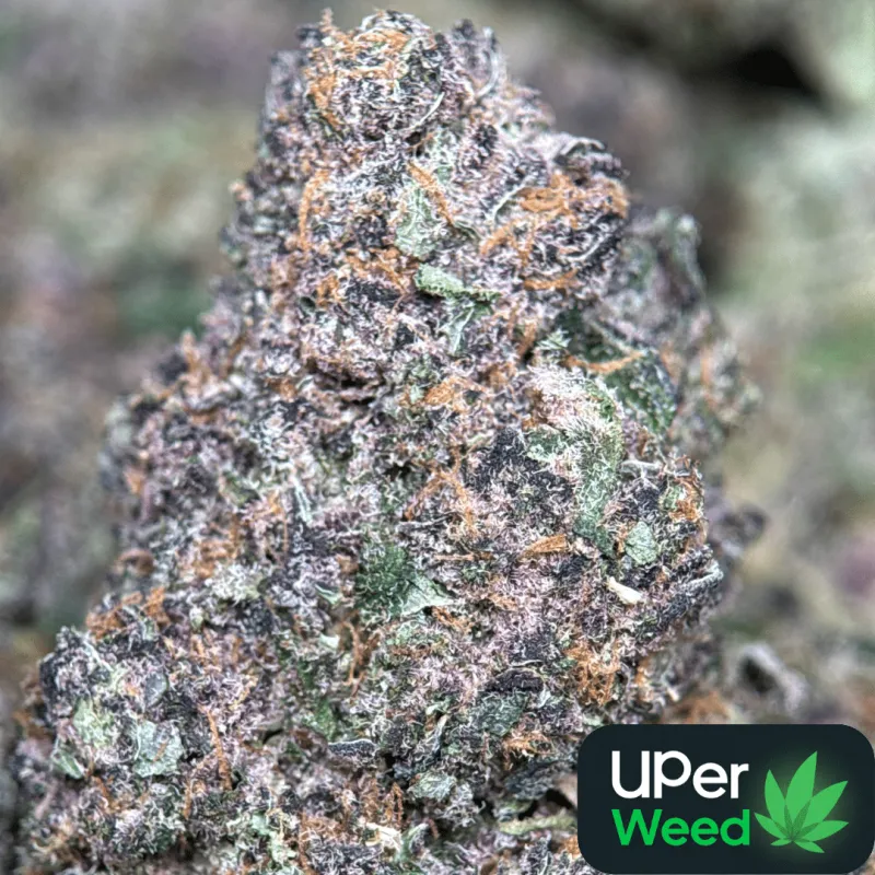 Forbidden Diesel