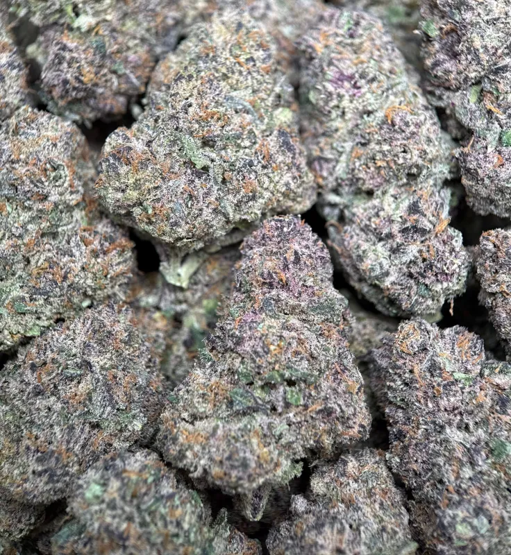Forest-green Forbidden Diesel Cali Brick buds with purple tones and amber-white trichomes 13