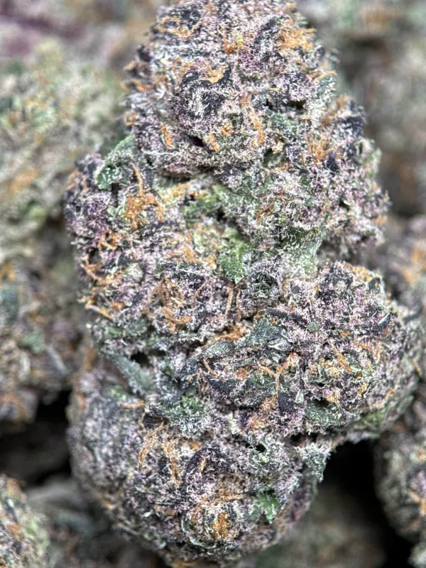 Forest-green Forbidden Diesel Cali Brick buds with purple tones and amber-white trichomes 2