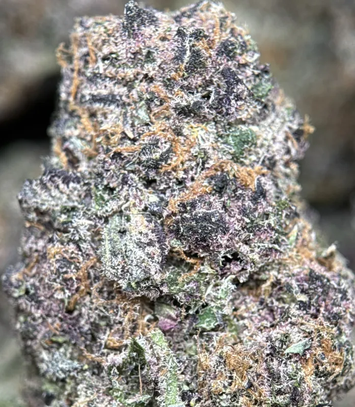 Forest-green Forbidden Diesel Cali Brick buds with purple tones and amber-white trichomes 3