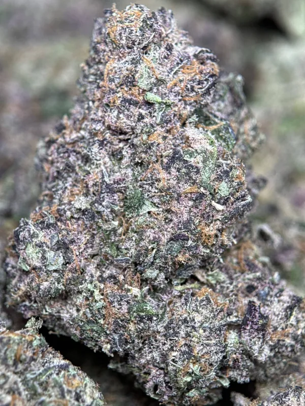 Forest-green Forbidden Diesel Cali Brick buds with purple tones and amber-white trichomes 4