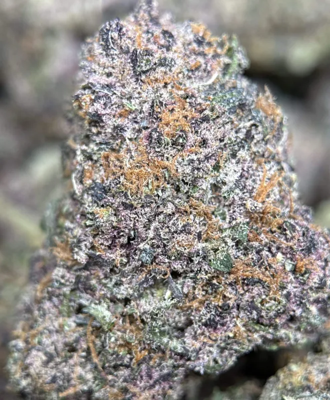 Forest-green Forbidden Diesel Cali Brick buds with purple tones and amber-white trichomes 5