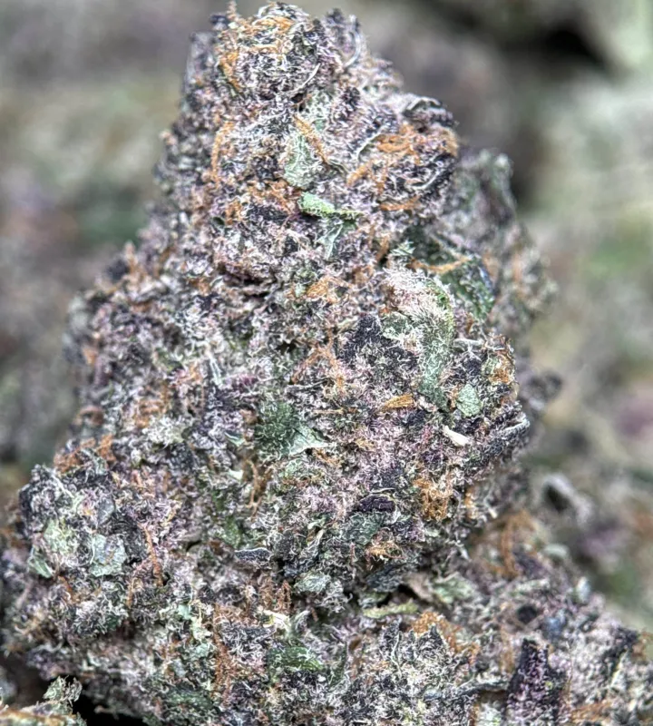 Forest-green Forbidden Diesel Cali Brick buds with purple tones and amber-white trichomes 6