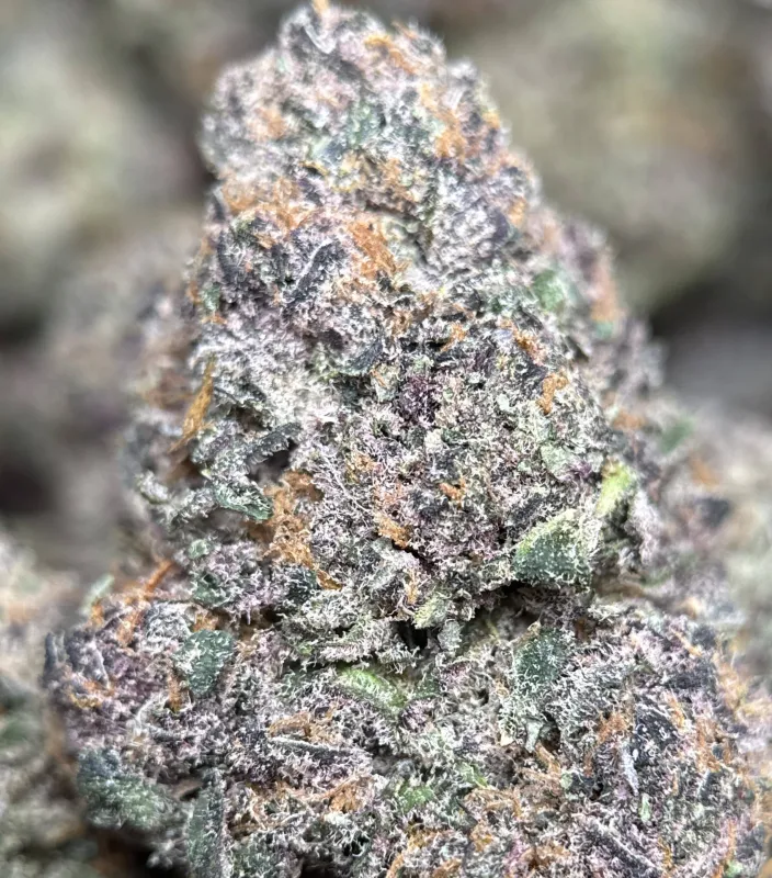 Forest-green Forbidden Diesel Cali Brick buds with purple tones and amber-white trichomes 7