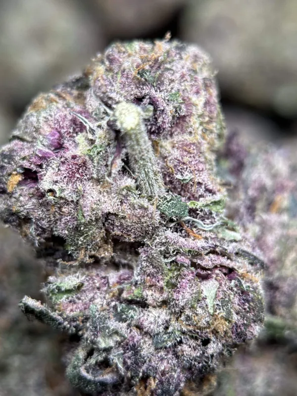 Forest-green Forbidden Diesel Cali Brick buds with purple tones and amber-white trichomes 8