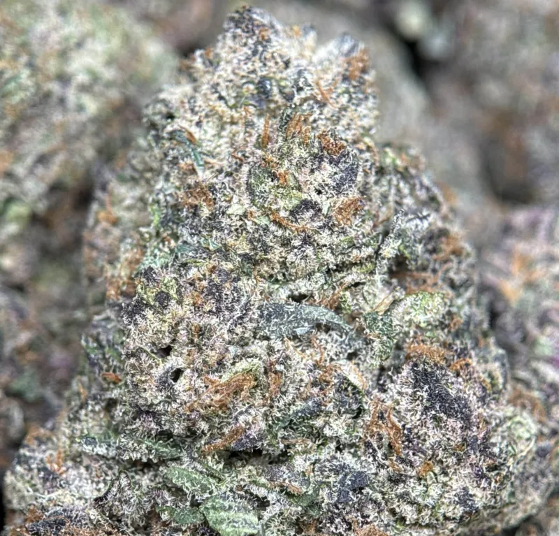 Forest-green Forbidden Diesel Cali Brick buds with purple tones and amber-white trichomes 9