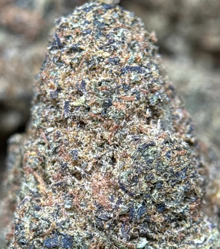 Frozen Grapes dense sticky buds with golden-amber trichomes 3