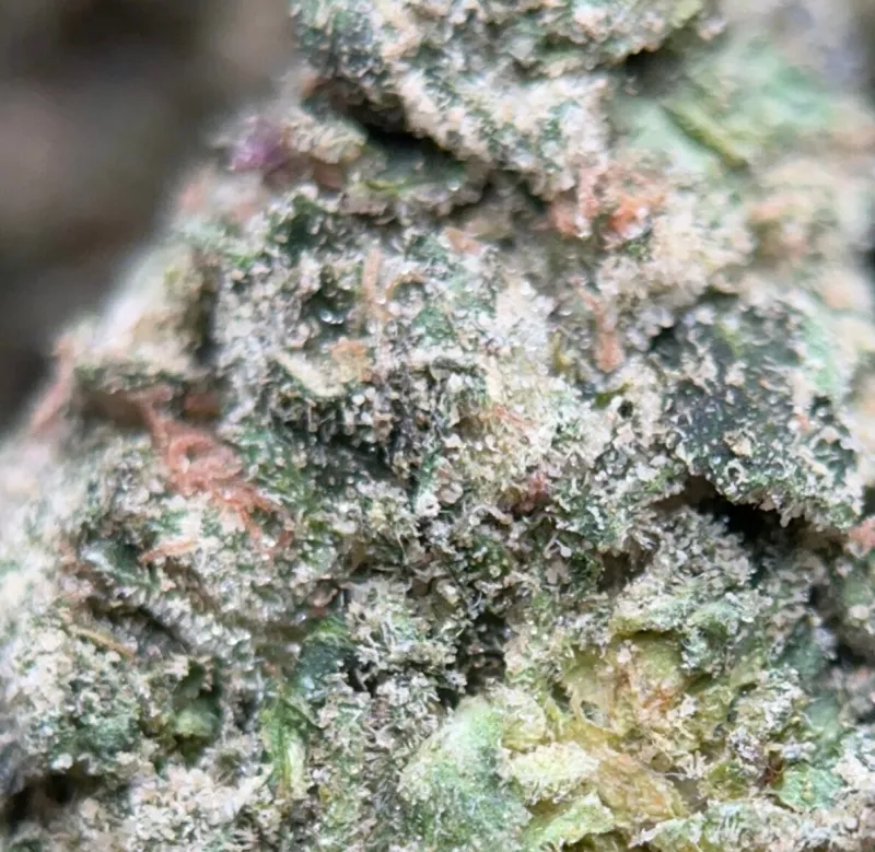 Gelato Runtz
